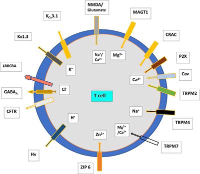 The role of ion channels in T cell function and disease